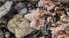 Illosporium carneum