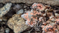 Illosporium carneum