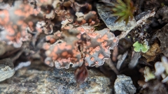Illosporium carneum