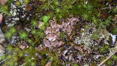 Illosporium carneum
