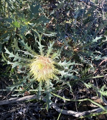 Banksia armata