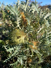 Banksia armata