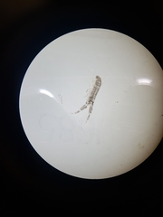 Monocorophium acherusicum