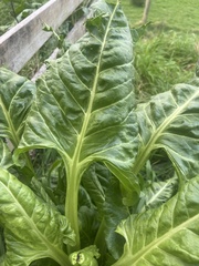 Beta vulgaris cicla