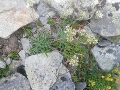 Gypsophila fastigiata