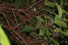 Helixanthera