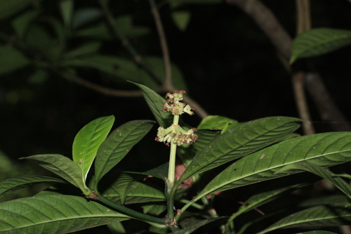 Psychotria anamallayana