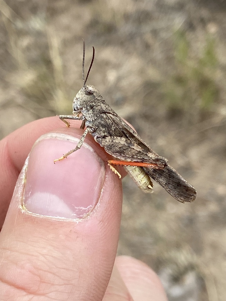 Pronotal Range Grasshopper