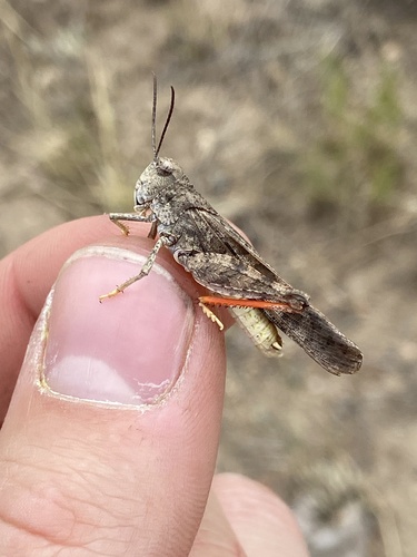Cratypedes neglectus