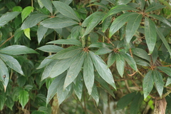 Actinodaphne bourdillonii