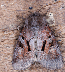 Oligia minuscula