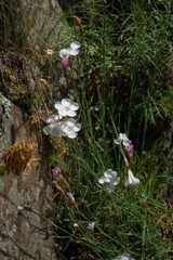 Dianthus cretaceus