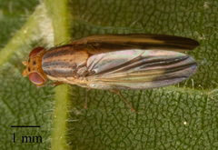 Peplomyza
