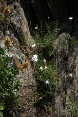 Dianthus cretaceus