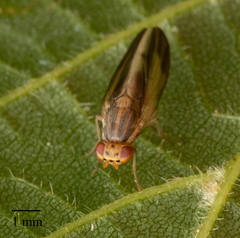 Peplomyza