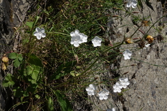 Dianthus cretaceus