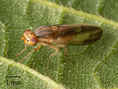 Peplomyza