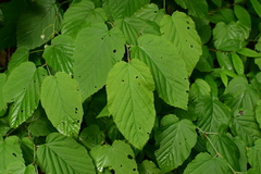 Rubus swinhoei