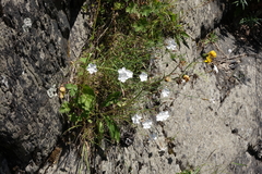 Dianthus cretaceus