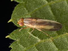 Peplomyza