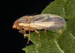 Peplomyza