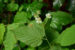 Rubus swinhoei