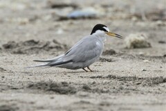 Peruvian Tern photo 3