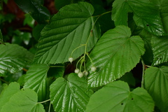 Rubus swinhoei