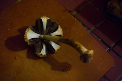 Agaricus smithianus