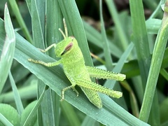 Patanga japonica