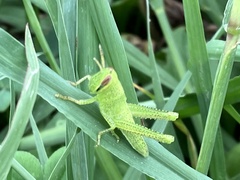 Patanga japonica