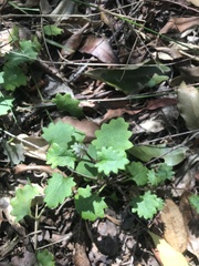 Goodenia rotundifolia