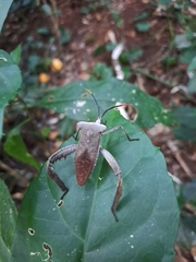 Acanthocephala alata