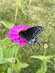 Papilio polyxenes