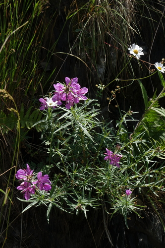 Chamaenerion colchicum