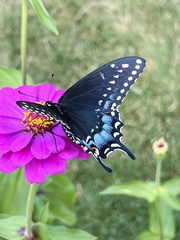 Papilio polyxenes