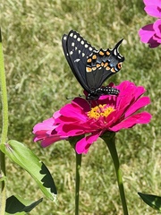 Papilio polyxenes