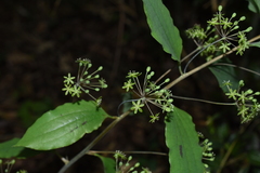 Smilax riparia