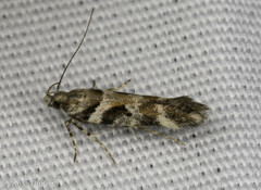 Aristotelia devexella