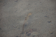 Dicamptodon tenebrosus