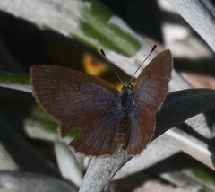 Zizeeria knysna