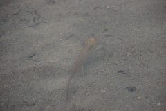 Dicamptodon tenebrosus