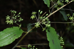 Smilax riparia