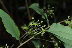 Smilax riparia