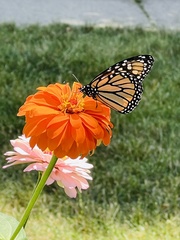 Danaus plexippus