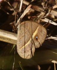 Brakefieldia perspicua