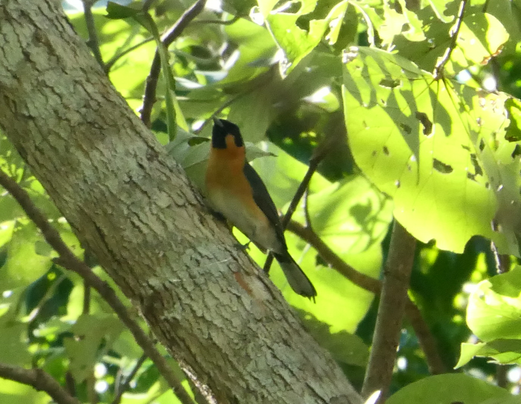 Spectacled Monarch from Cairns QLD, Australia on August 20, 2022 by ...