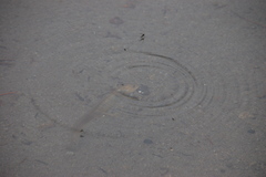 Dicamptodon tenebrosus