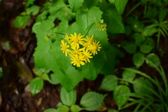 Sinosenecio oldhamianus