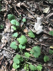 Goodenia rotundifolia
